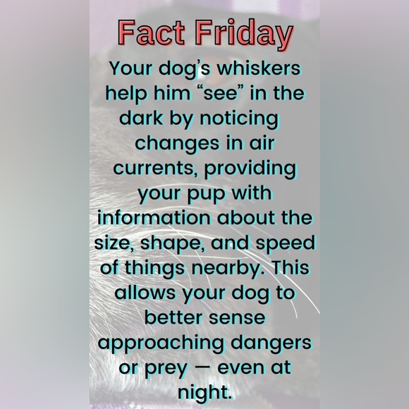 $1 DOG PIN/BROOCH. ENAMEL/METAL. NEW. $1 WITH ANY $10 ORDER OR MORE - Picture 10 of 16